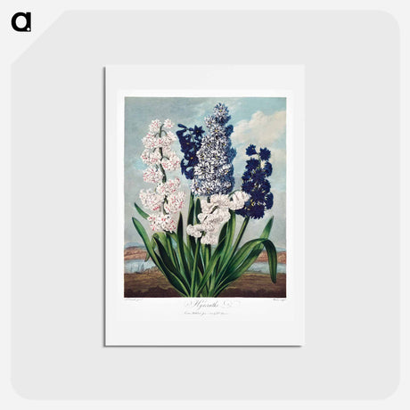 アートポストカード-Hyacinths from The Temple of Flora
 - ロバート ジョン ソーントン Postcard.