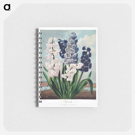 アートメモ帳-Hyacinths from The Temple of Flora
 - ロバート ジョン ソーントン Memo.
