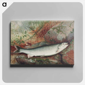 アートパネル-Lake Trout
 - サミュエル キルボーン Canvas.