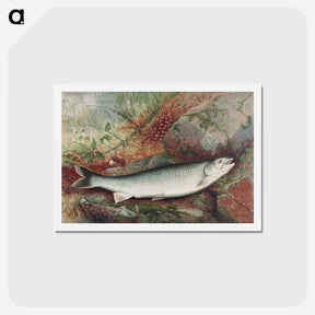 アートポストカード-Lake Trout
 - サミュエル キルボーン Postcard.