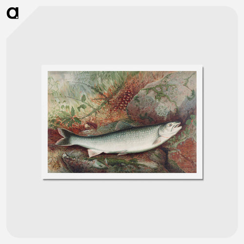 Lake Trout
 - サミュエル キルボーン Postcard.