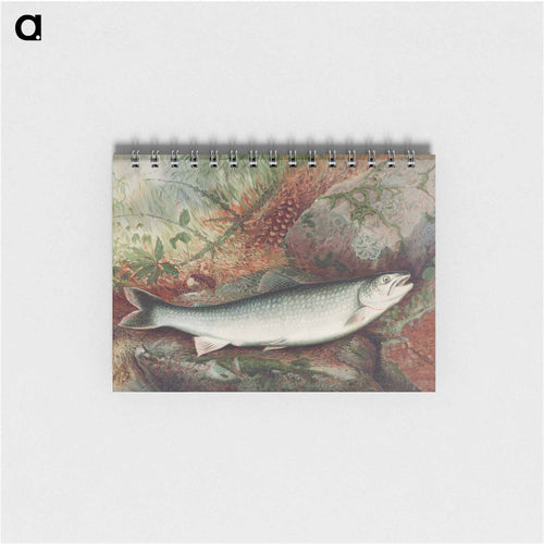 Lake Trout
 - サミュエル キルボーン Memo.