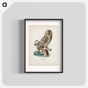 アートポスター-Ural Owl
 - スヴェンスカ フォグラル Poster.