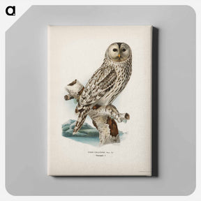 アートパネル-Ural Owl
 - スヴェンスカ フォグラル Canvas.