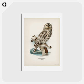 アートポストカード-Ural Owl
 - スヴェンスカ フォグラル Postcard.