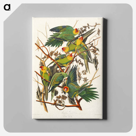 アートパネル-Carolina Parrot from Birds of America
 - アメリカの鳥たち Canvas.