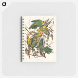 アートメモ帳-Carolina Parrot from Birds of America
 - アメリカの鳥たち Memo.