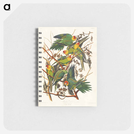 アートメモ帳-Carolina Parrot from Birds of America
 - アメリカの鳥たち Memo.