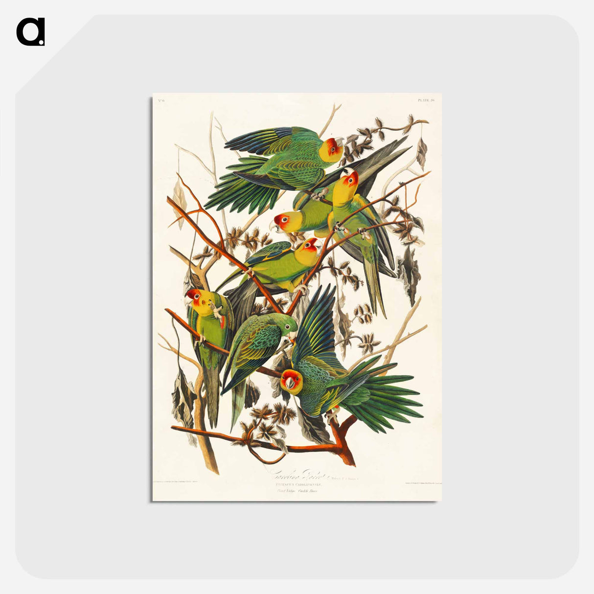 アートポストカード-Carolina Parrot from Birds of America
 - アメリカの鳥たち Postcard.