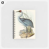 アートメモ帳-Australian Crane
 - オーストラリアの鳥 Memo.