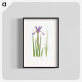 1-11_The-Genus-Iris_blk