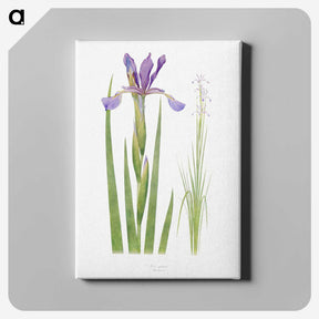 1-11_The-Genus-Iris_canvas