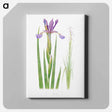 アートパネル-Iris Spuria from The Genus Iris
 - アヤメ属 Canvas.