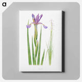 アートパネル-Iris Spuria from The Genus Iris
 - アヤメ属 Canvas.