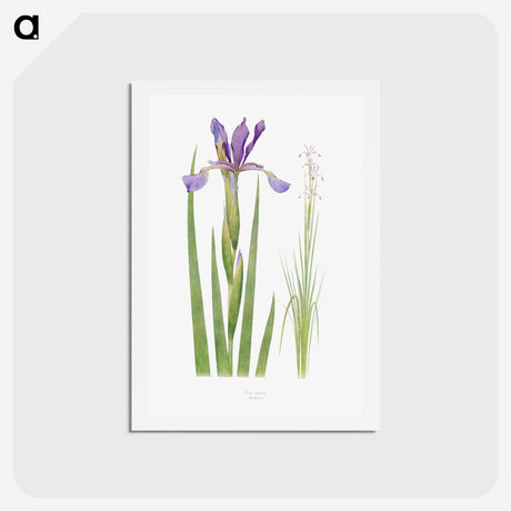 1-11_The-Genus-Iris_hagaki