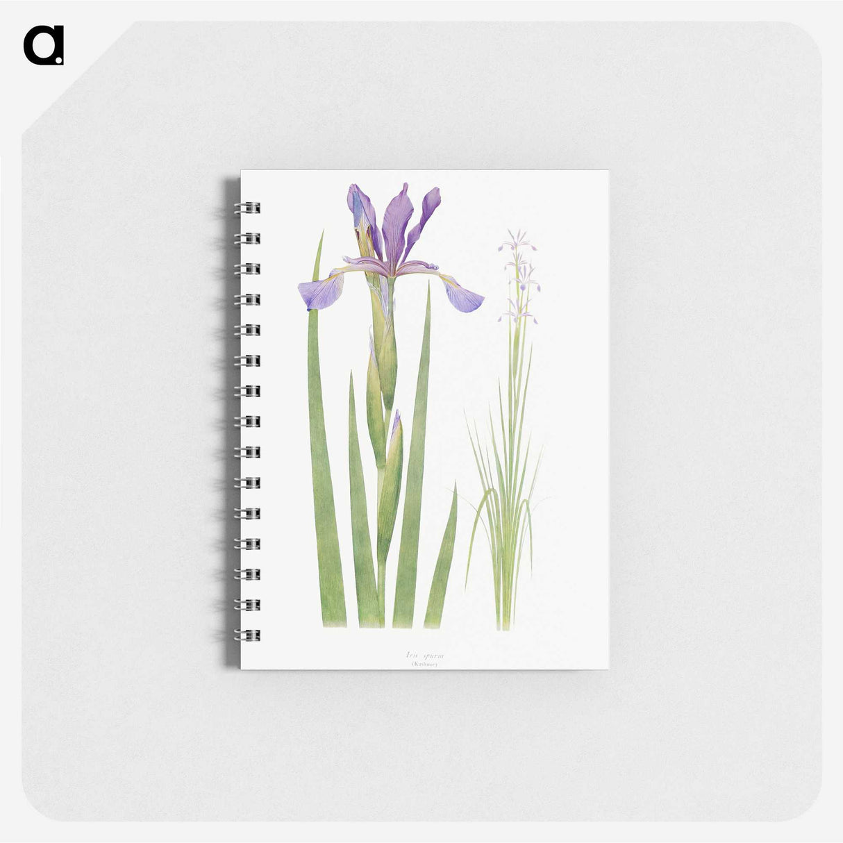 1-11_The-Genus-Iris_memo