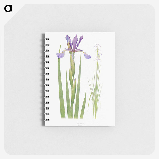 1-11_The-Genus-Iris_memo