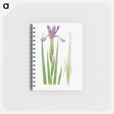 アートメモ帳-Iris Spuria from The Genus Iris
 - アヤメ属 Memo.