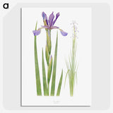 1-11_The-Genus-Iris_picture-crop