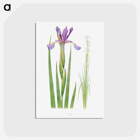 アートポストカード-Iris Spuria from The Genus Iris
 - アヤメ属 Postcard.