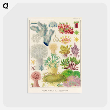 アートポストカード-Great Barrier Reef Alcyonaria - オーストラリアのグレートバリアリーフ Postcard.