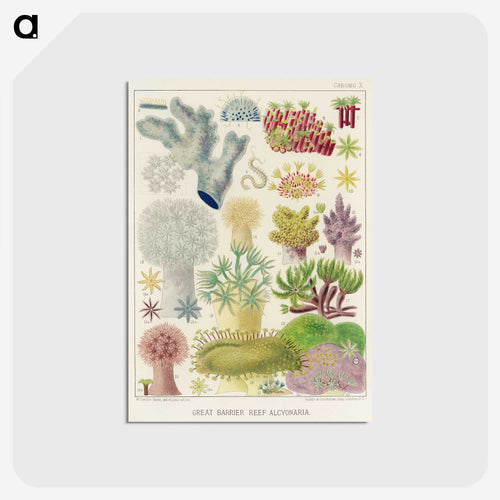 Great Barrier Reef Alcyonaria - オーストラリアのグレートバリアリーフ Postcard.