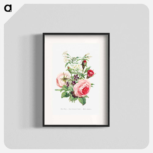 Moss Rose, Sweet Scented Violet and White Jasmine
 - Flower Language Poster.