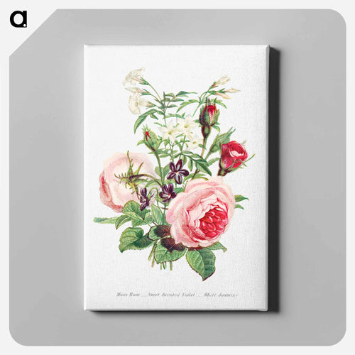 Moss Rose, Sweet Scented Violet and White Jasmine
 - The Language of Flowers Canvas.