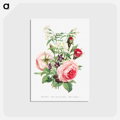 アートポストカード-Moss Rose, Sweet Scented Violet and White Jasmine
 - 花言葉 Postcard.