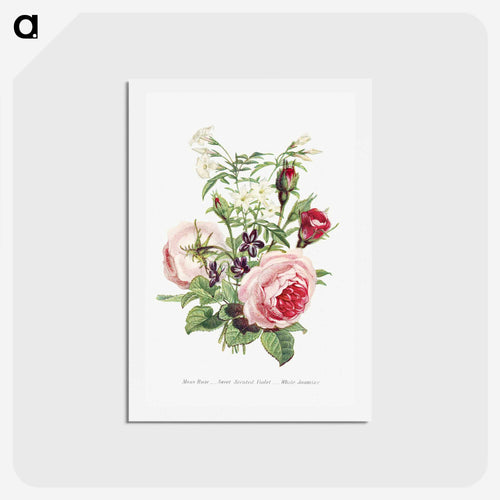 苔薔薇、甘い香りのスミレと白ジャスミン - 花言葉 Postcard.