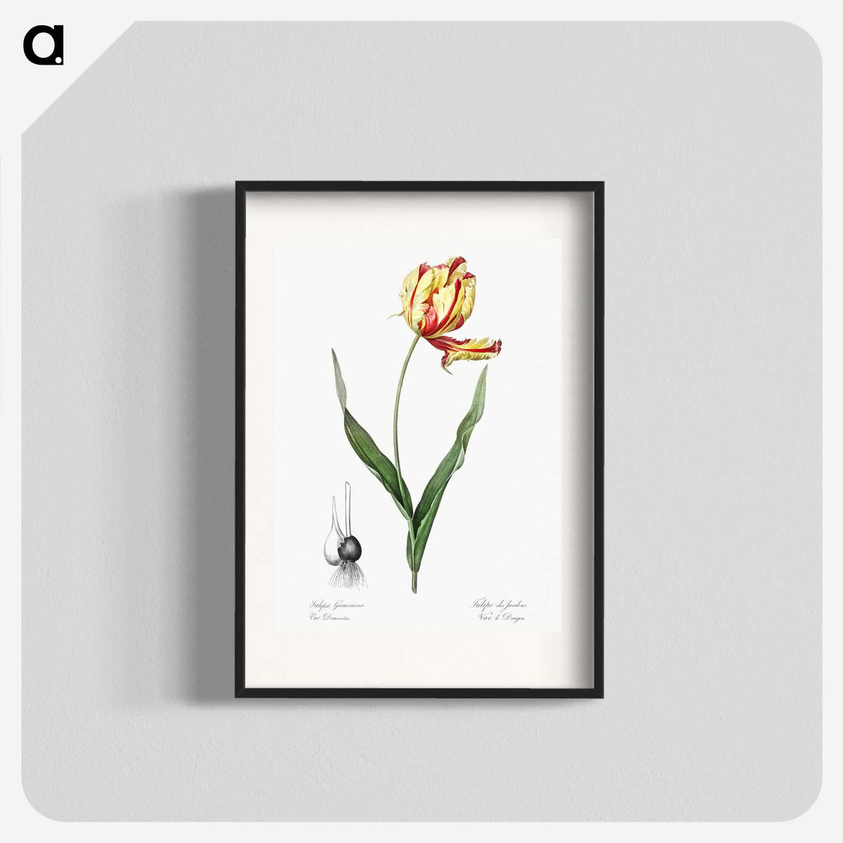 1-11_The-Lilies_blk