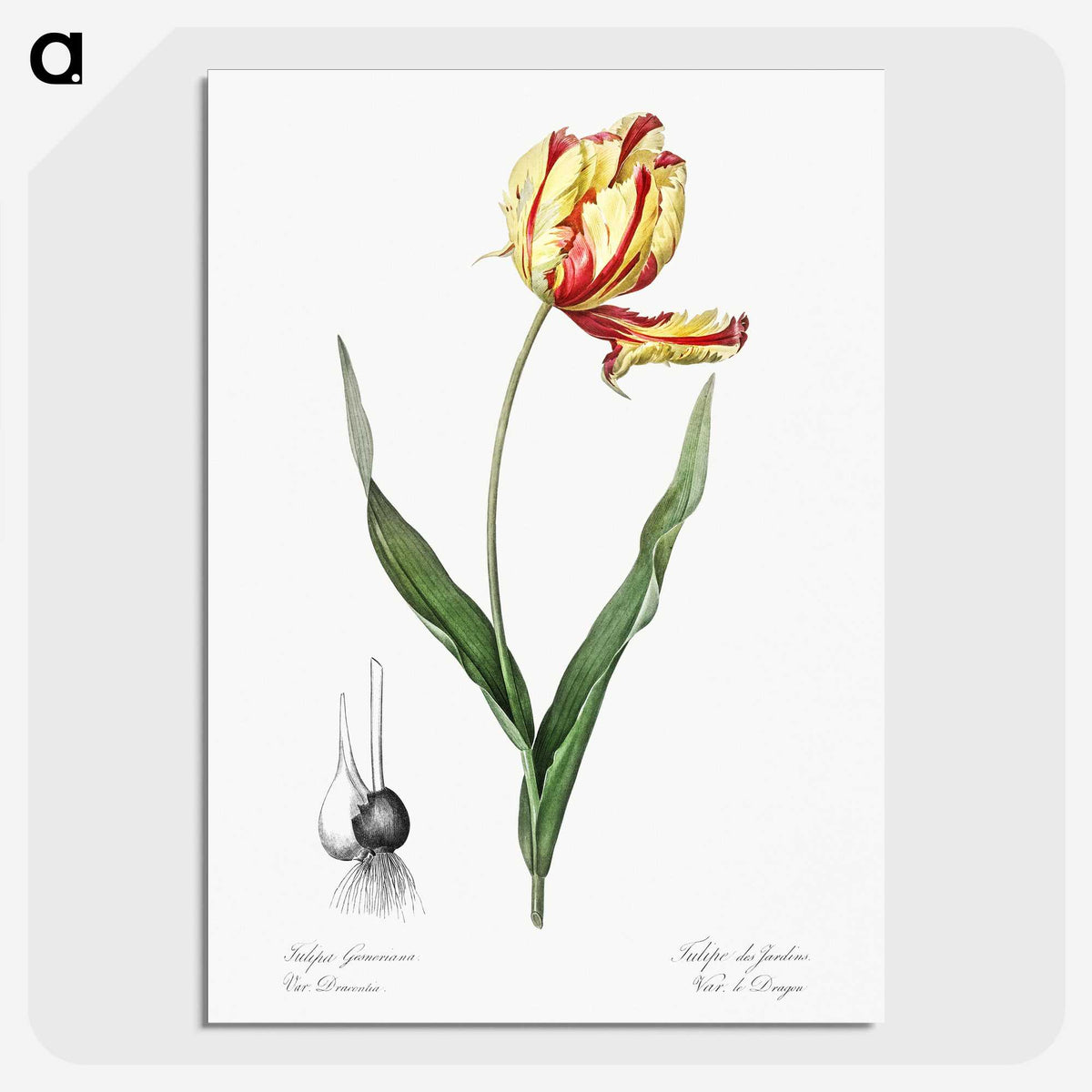 1-11_The-Lilies_picture-crop