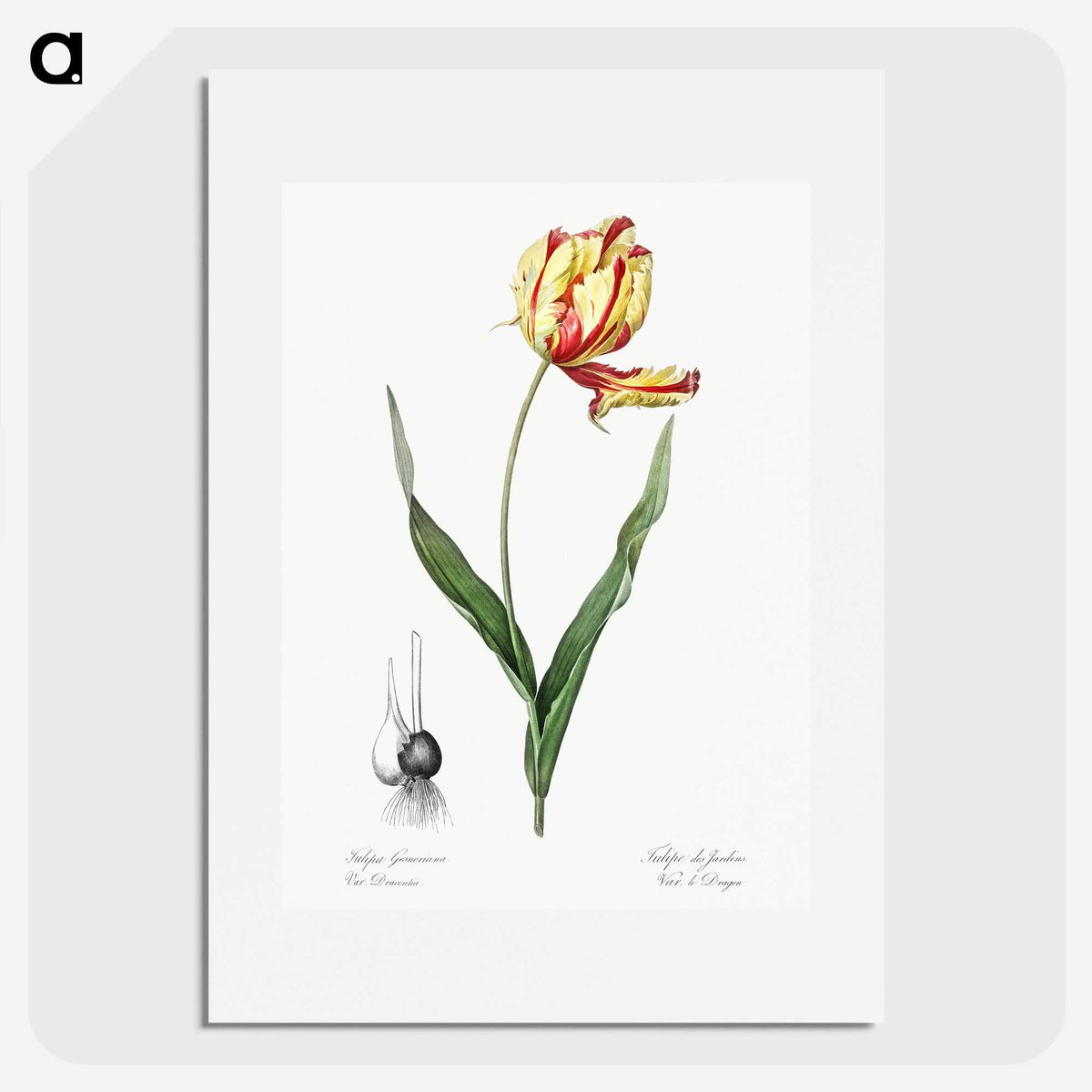 1-11_The-Lilies_picture