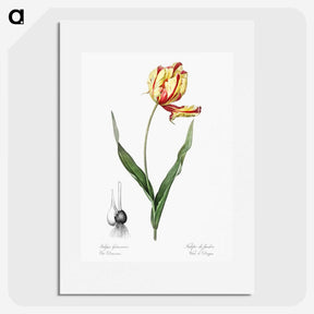 1-11_The-Lilies_picture