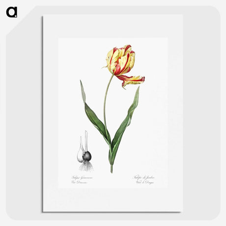 1-11_The-Lilies_picture