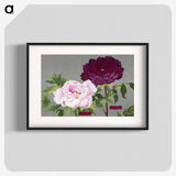 1-11_The-Picture-Book-of-Peonies_blk