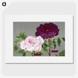1-11_The-Picture-Book-of-Peonies_picture