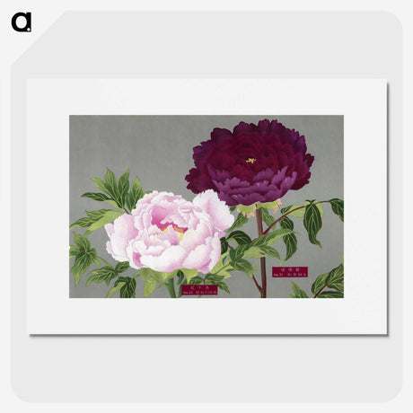 1-11_The-Picture-Book-of-Peonies_picture