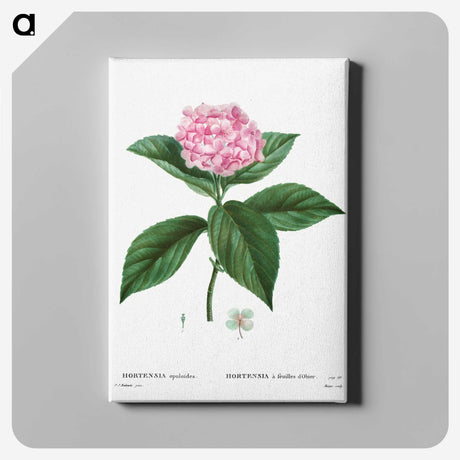 1-11_Treatise-on-Trees-and-Shrubs_canvas