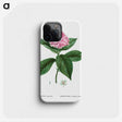 1-11_Treatise-on-Trees-and-Shrubs_phone