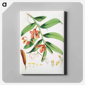 アートパネル-Vanda Cathcarti - ウォルター フッド フィッチ Canvas.