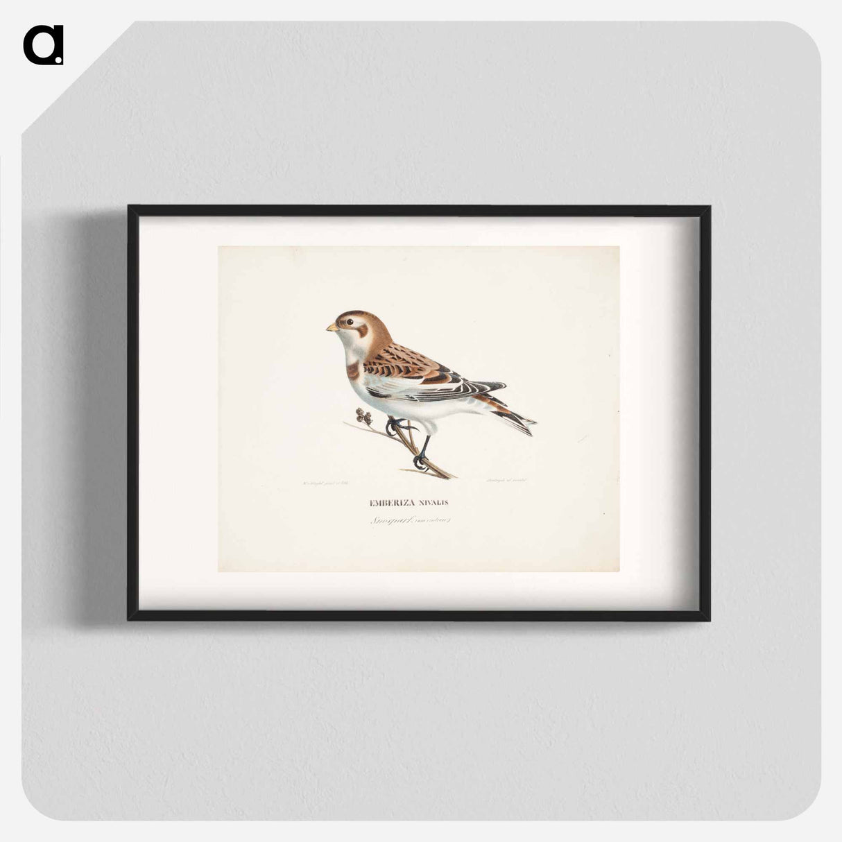 Snow bunting in winter - ヴィルヘルム フォン ライト Poster.