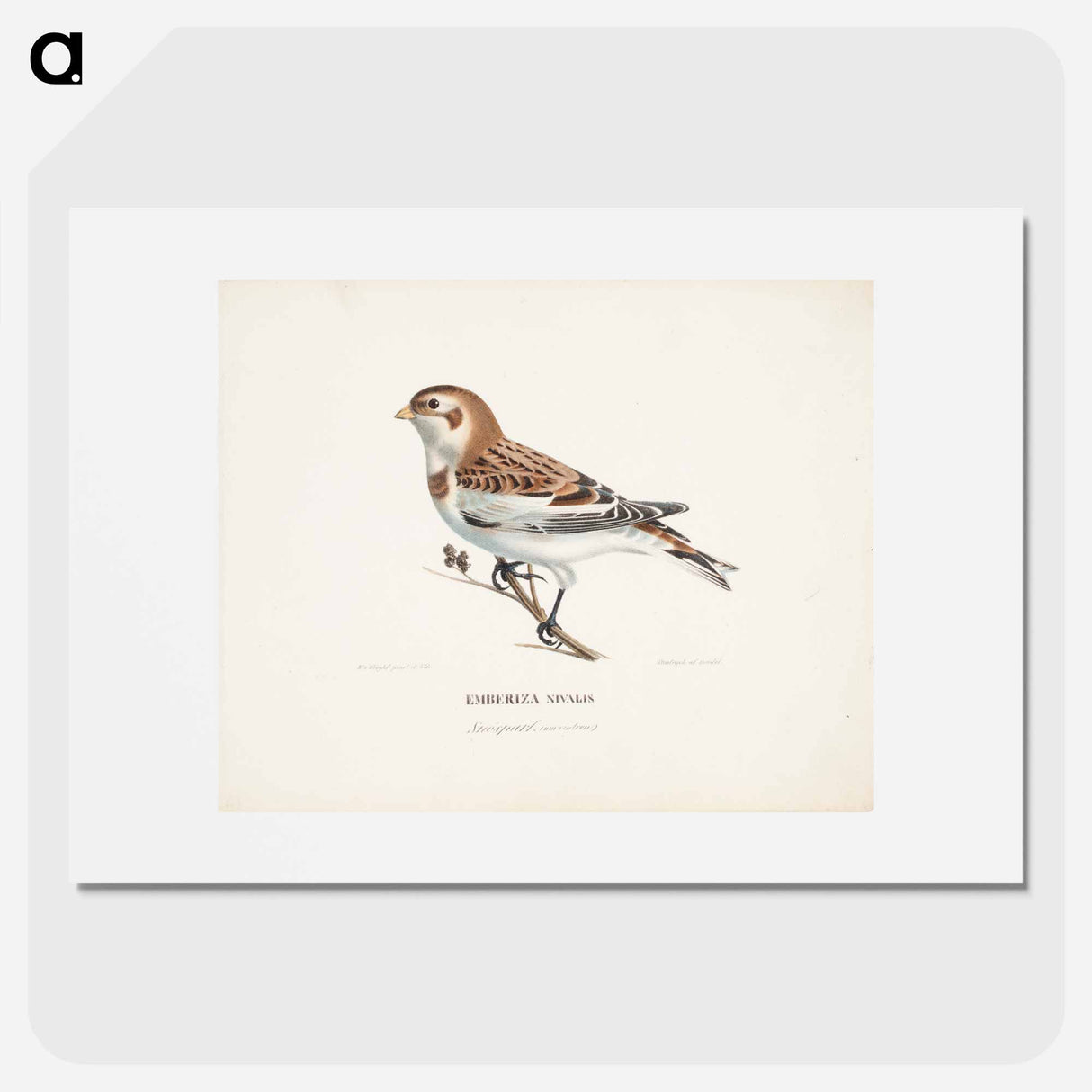 Snow bunting in winter - ヴィルヘルム フォン ライト Poster.