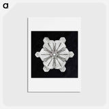 アートポストカード-Wilson Bentley's Snowflake 976 - ウィルソン ベントレー Postcard.