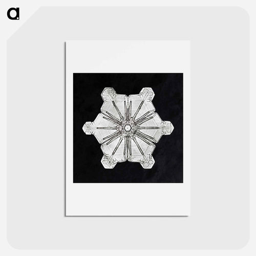 Wilson Bentley's Snowflake 976 - ウィルソン ベントレー Postcard.