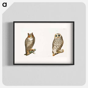 アートポスター-The Barred Owl (Ulula nebulosa) The Great Horned Owl (Bubo virginianus) - ニューヨークの動物学 Poster.