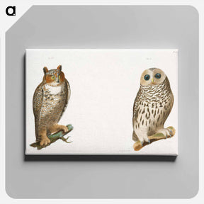 アートパネル-The Barred Owl (Ulula nebulosa) The Great Horned Owl (Bubo virginianus) - ニューヨークの動物学 Canvas.