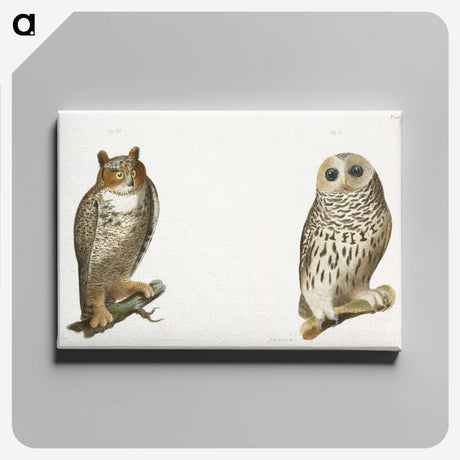 1-11_Zoology-of-New-York_canvas