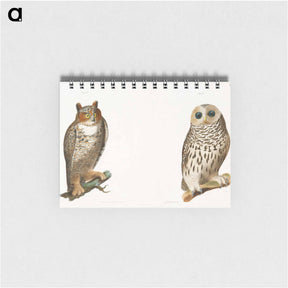 アートメモ帳-The Barred Owl (Ulula nebulosa) The Great Horned Owl (Bubo virginianus) - ニューヨークの動物学 Memo.