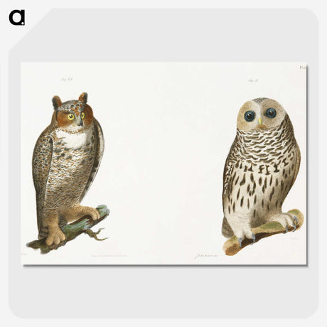 1-11_Zoology-of-New-York_picture-crop